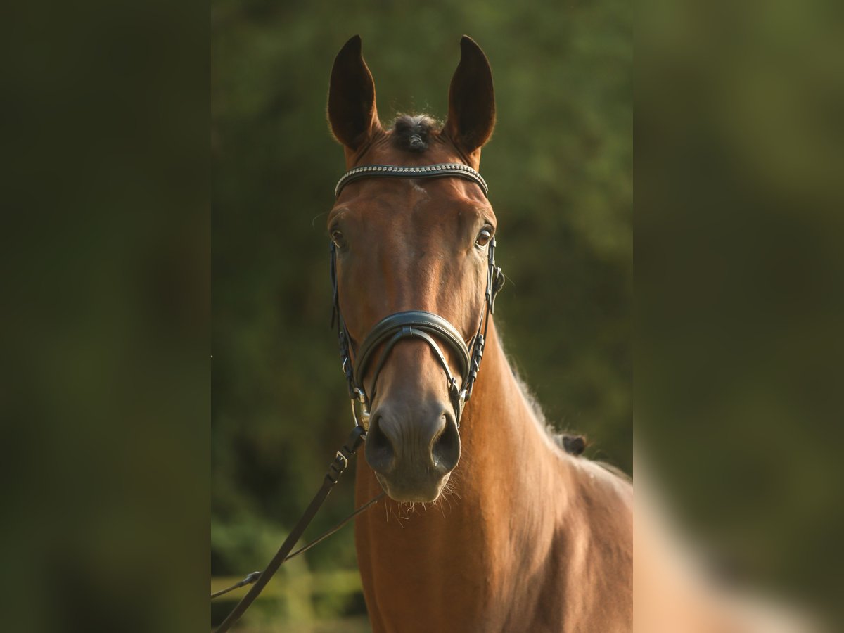 Westfaal Ruin 3 Jaar 172 cm Bruin in Lippstadt