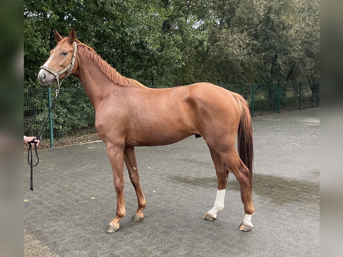 Westfaal Ruin 4 Jaar 166 cm Vos in Verl