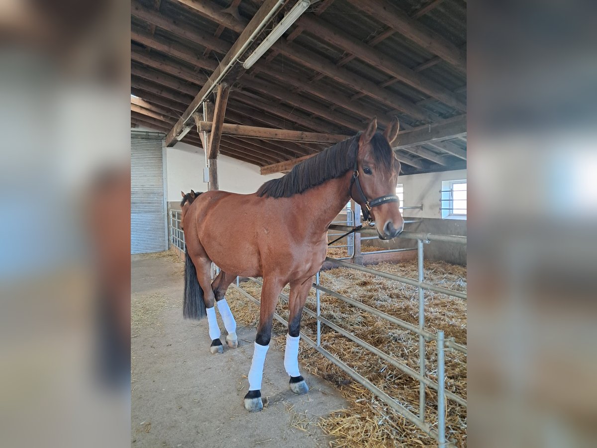 Westfaal Ruin 4 Jaar 169 cm Bruin in Brilon