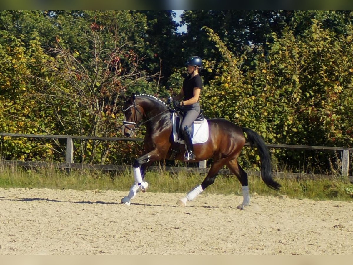 Westfaal Ruin 5 Jaar 167 cm Donkerbruin in Iserlohn
