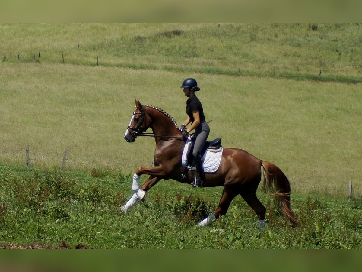 Westfaal Ruin 5 Jaar 168 cm Vos in Iserlohn