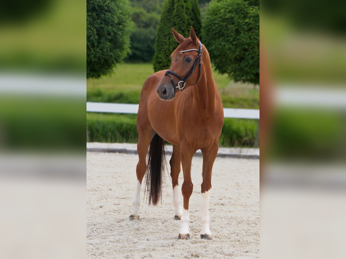 Westfaal Ruin 5 Jaar 170 cm Vos in Schw&#xE4;bisch Hall