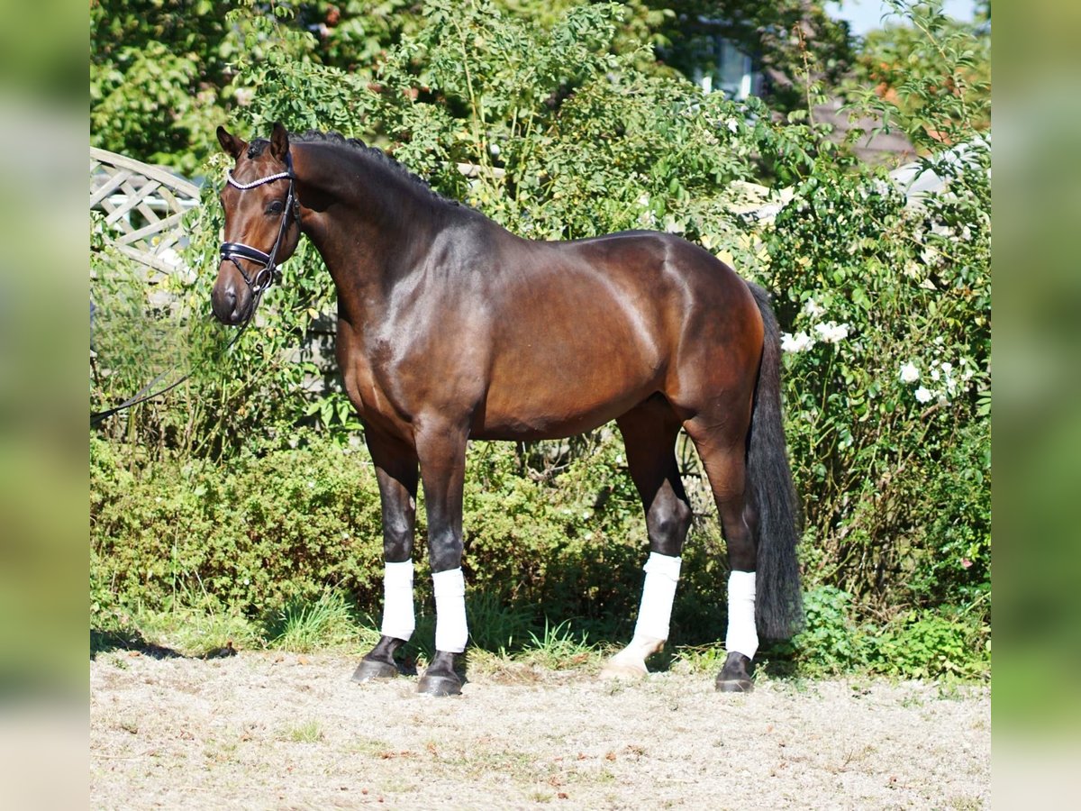 Westfaal Ruin 5 Jaar 172 cm Zwartbruin in Selsingen