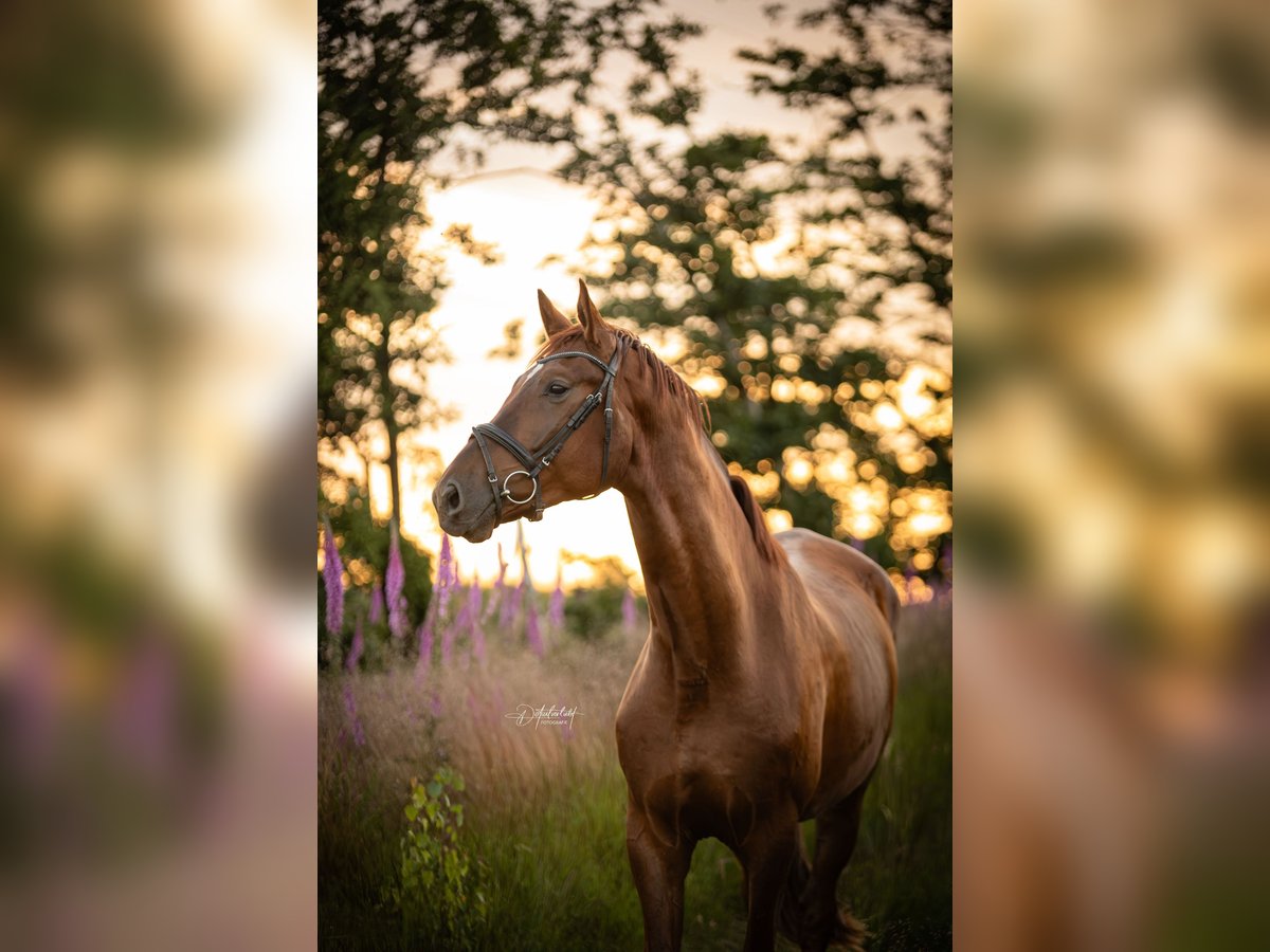 Westfaal Ruin 5 Jaar 176 cm Donkere-vos in Attendorn