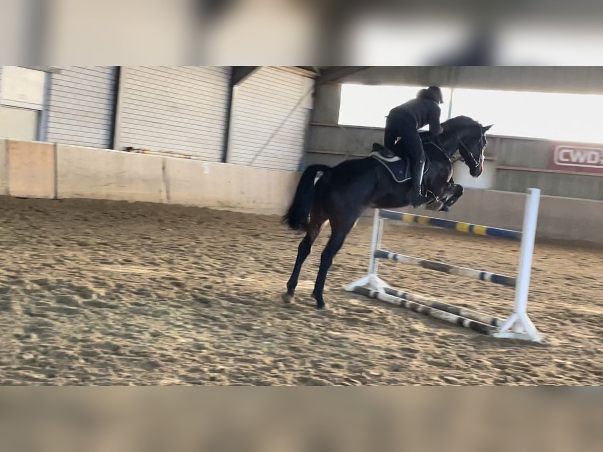 Westfaal Ruin 5 Jaar 180 cm Zwartbruin in Windhagen