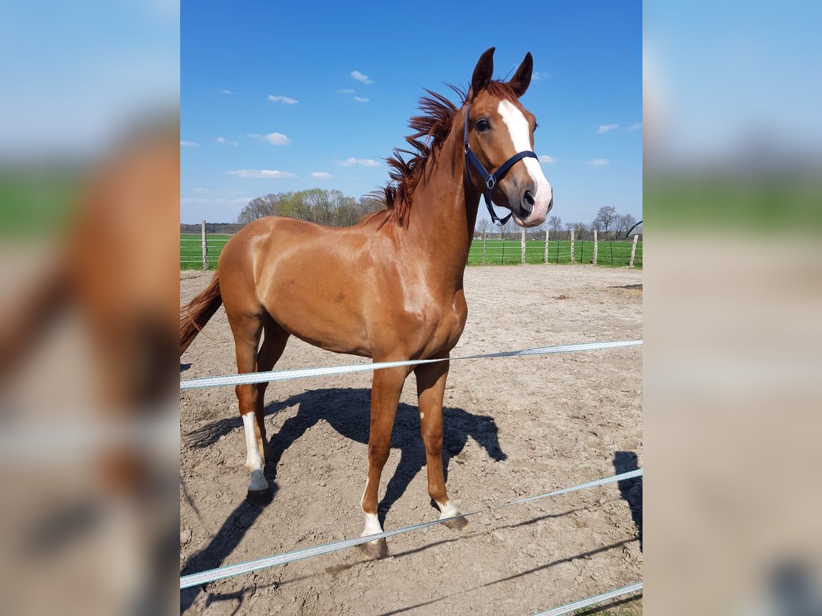 Westfaal Ruin 5 Jaar 183 cm Vos in Leipzig