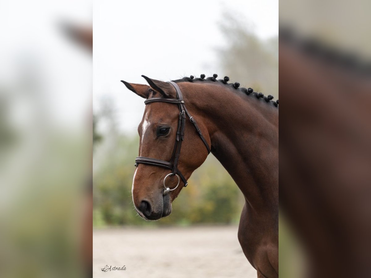 Westfaal Ruin 5 Jaar Bruin in Bladel