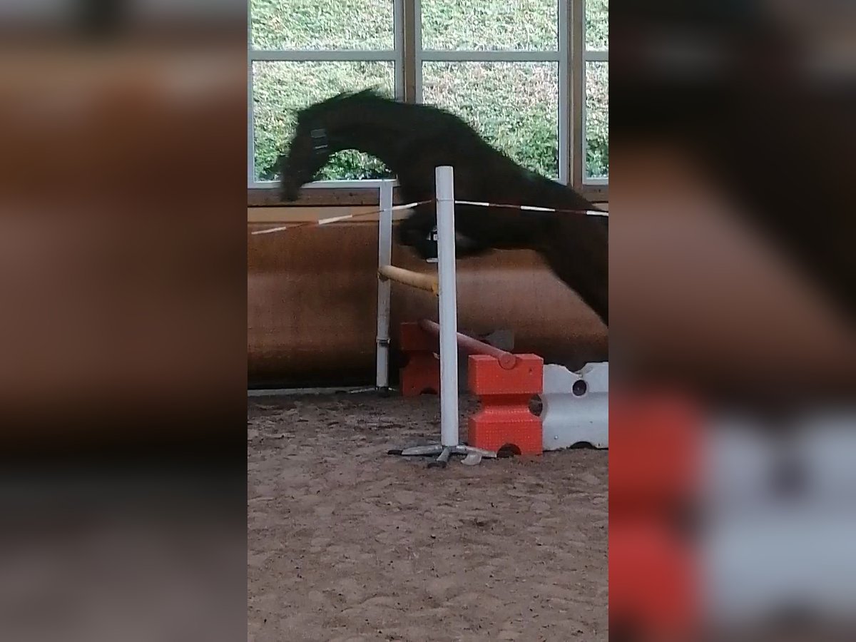 Westfaal Ruin 6 Jaar 160 cm Bruin in Morsbach