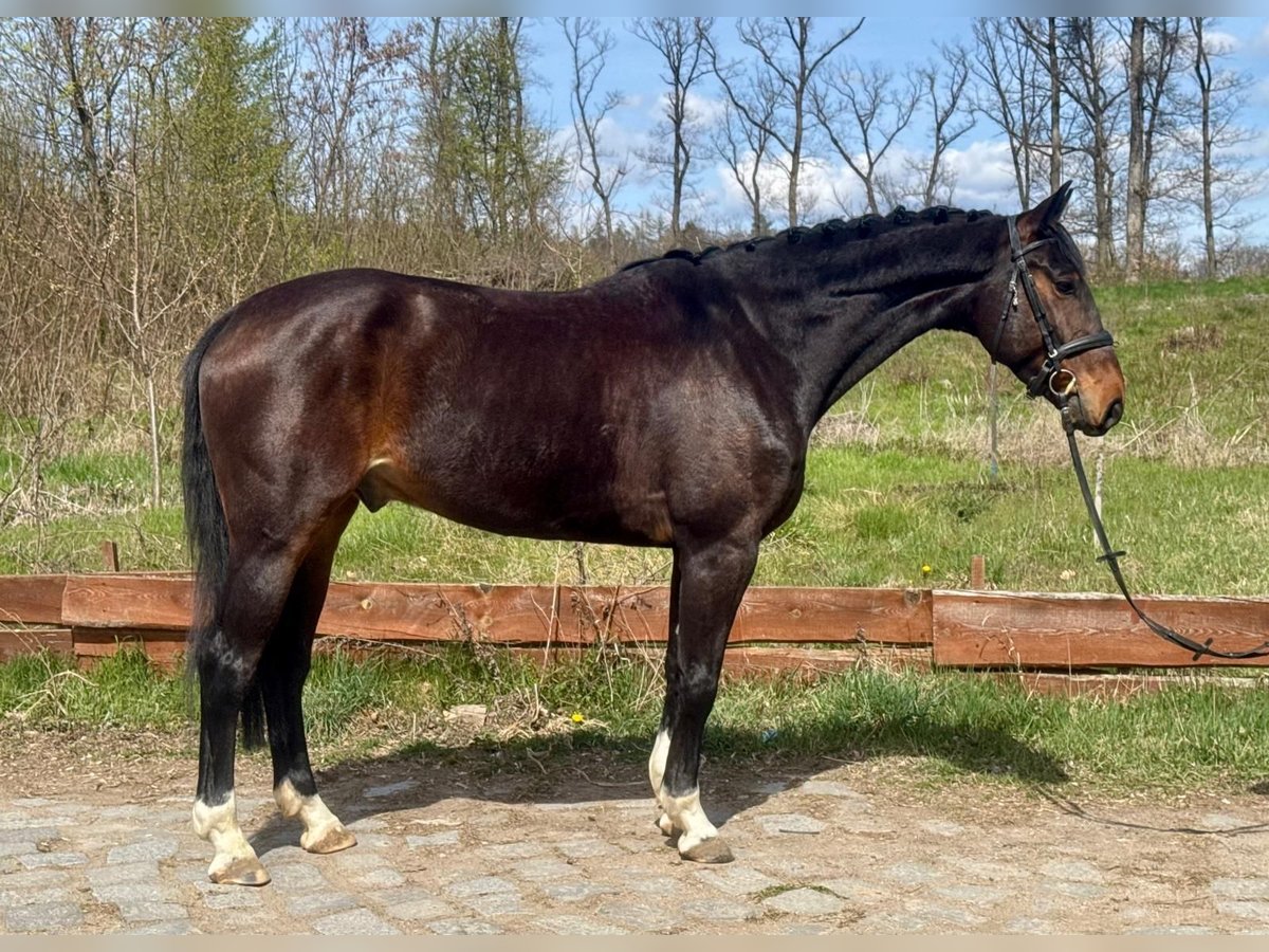 Westfaal Ruin 6 Jaar 168 cm Donkerbruin in Brno