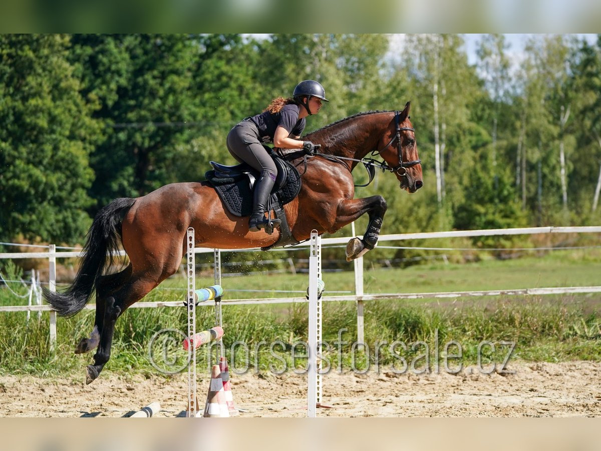 Westfaal Ruin 6 Jaar 173 cm Bruin in Tabor