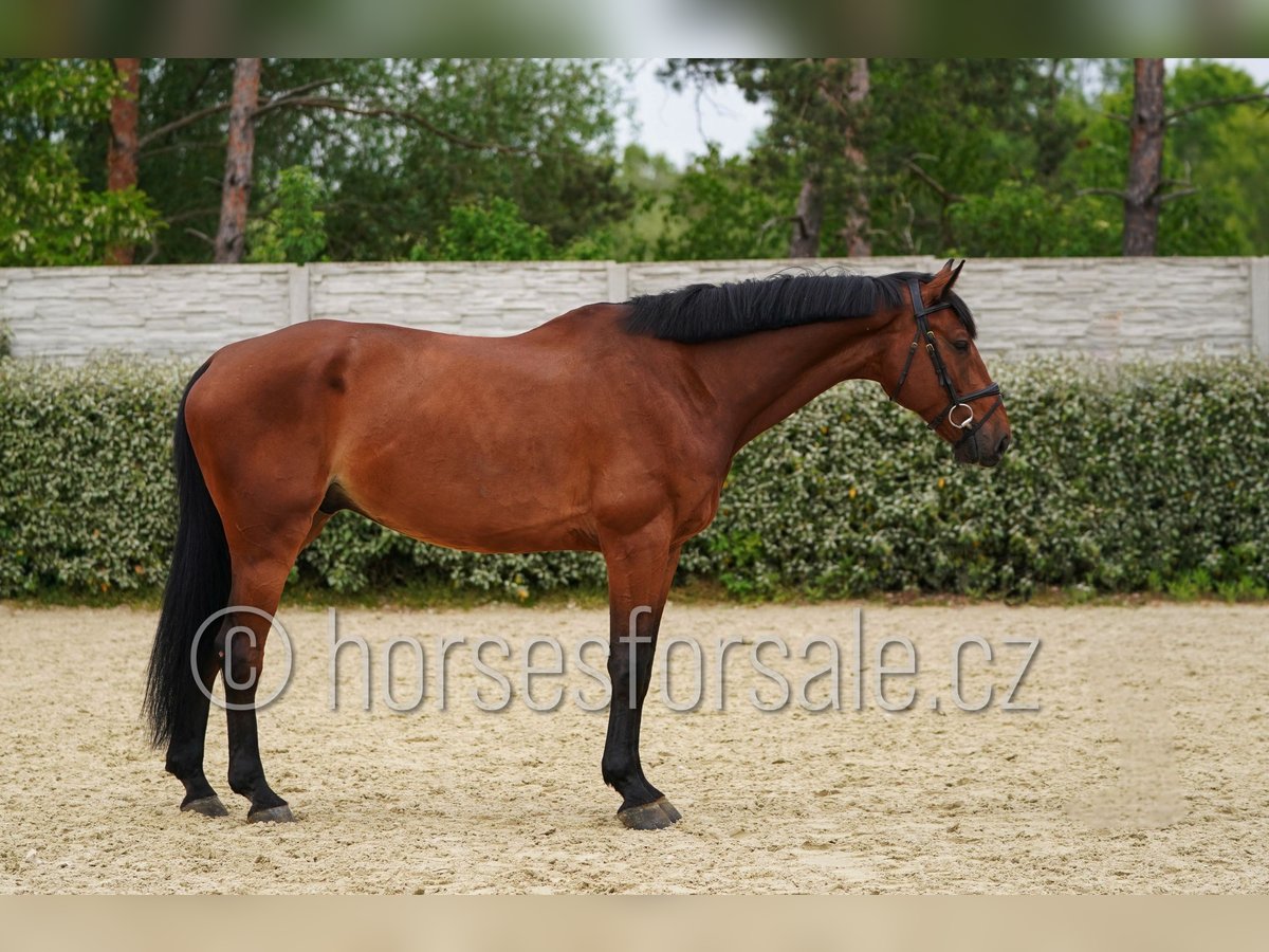 Westfaal Ruin 6 Jaar 173 cm Bruin in Region Prag