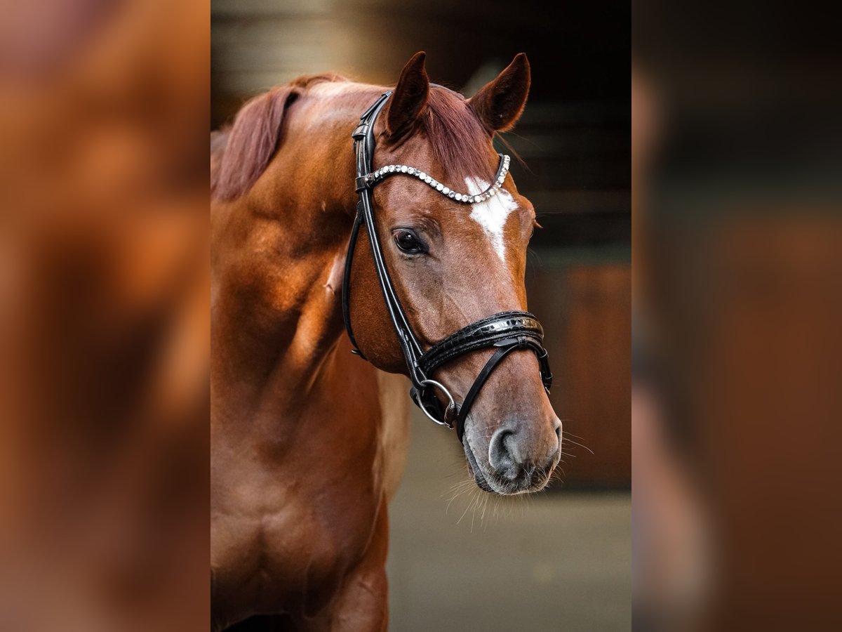 Westfaal Ruin 6 Jaar 173 cm Vos in Weitersweiler