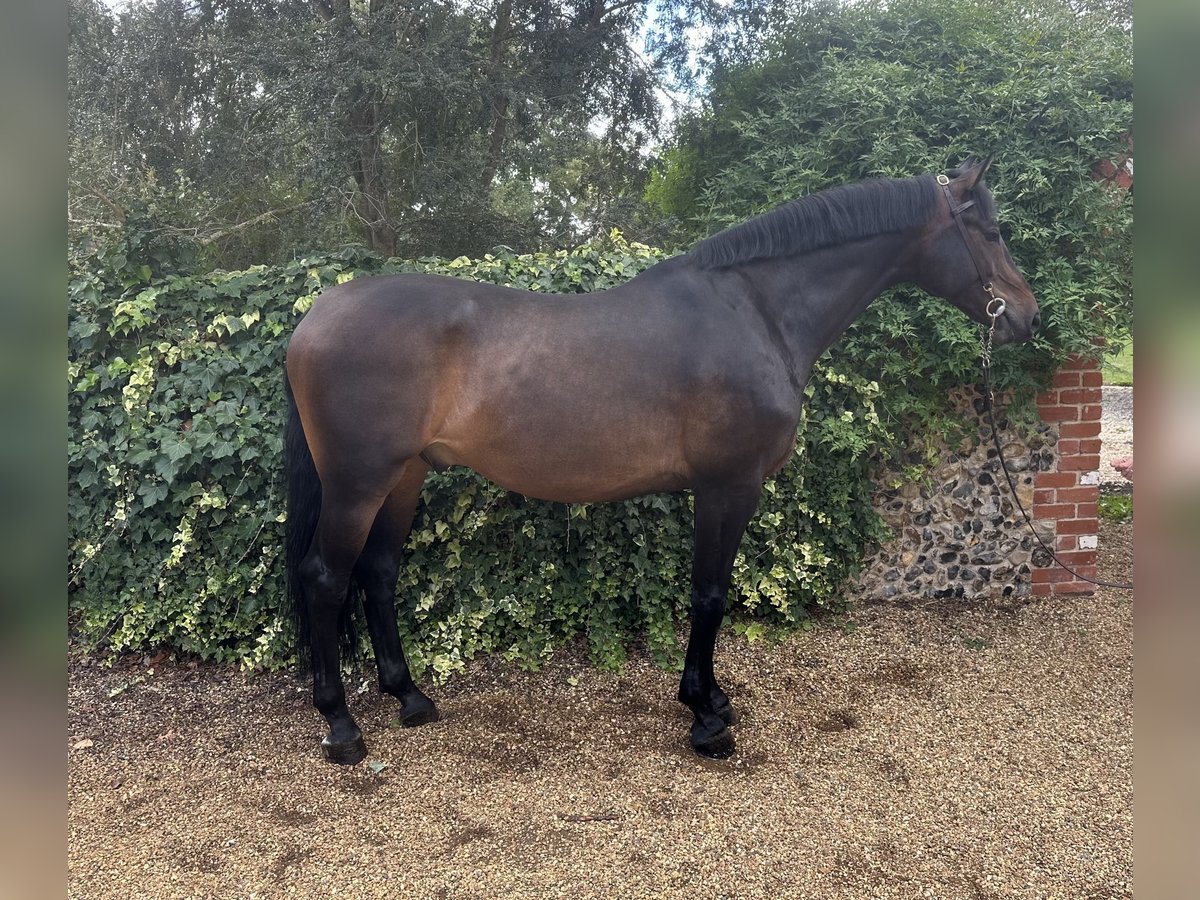 Westfaal Ruin 7 Jaar 170 cm Roodbruin in Walsham Le Willows