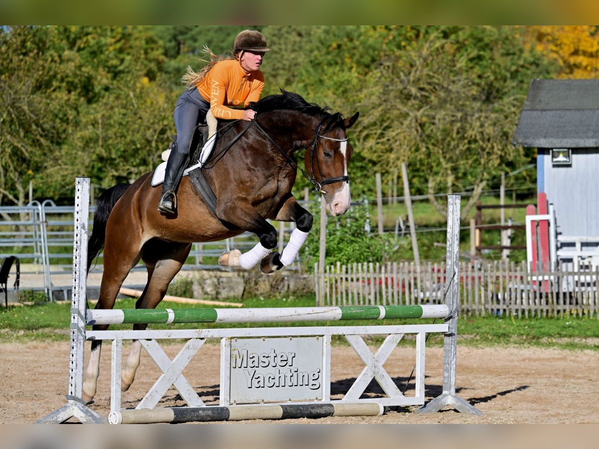 Westfaal Ruin 7 Jaar 176 cm Bruin in W&#xFC;rzburg