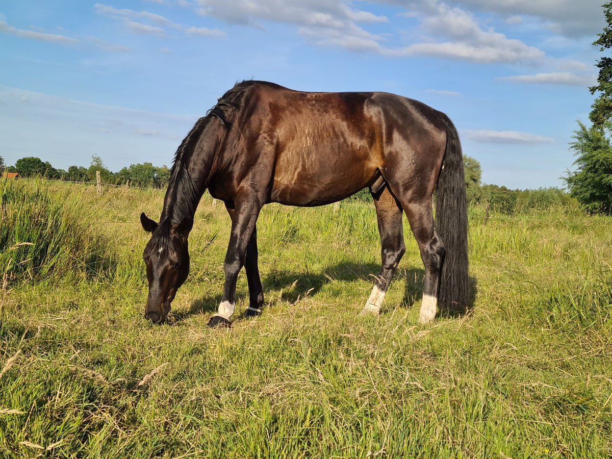 Westfaal Ruin 8 Jaar 174 cm Zwartbruin in Ehra-Lessien