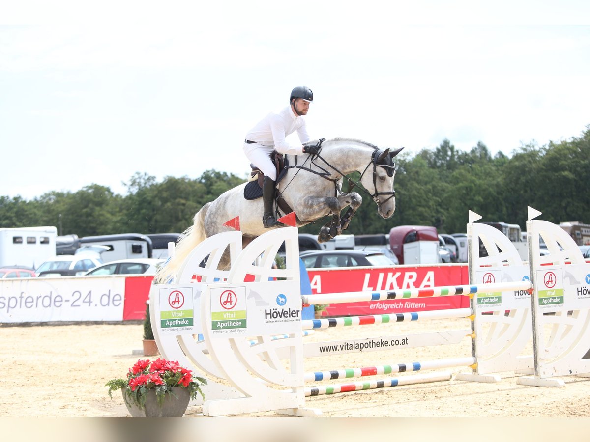 Westfaal Ruin 8 Jaar 175 cm Schimmel in Lengdorf