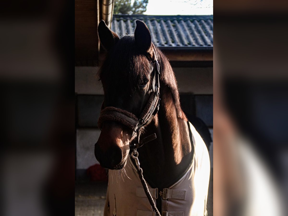 Westfaal Ruin 8 Jaar Donkerbruin in Bonefeld