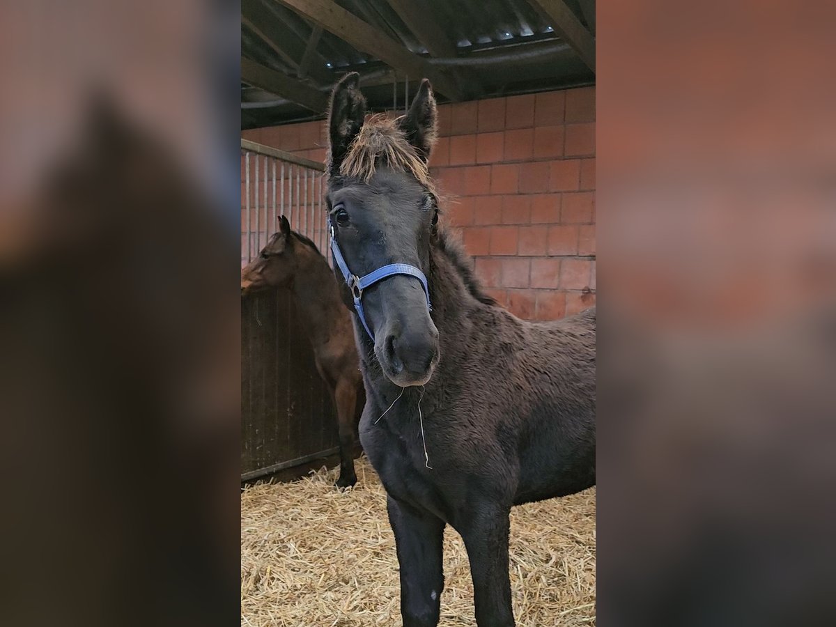 Westfale Hengst 1 Jahr 146 cm in Appen