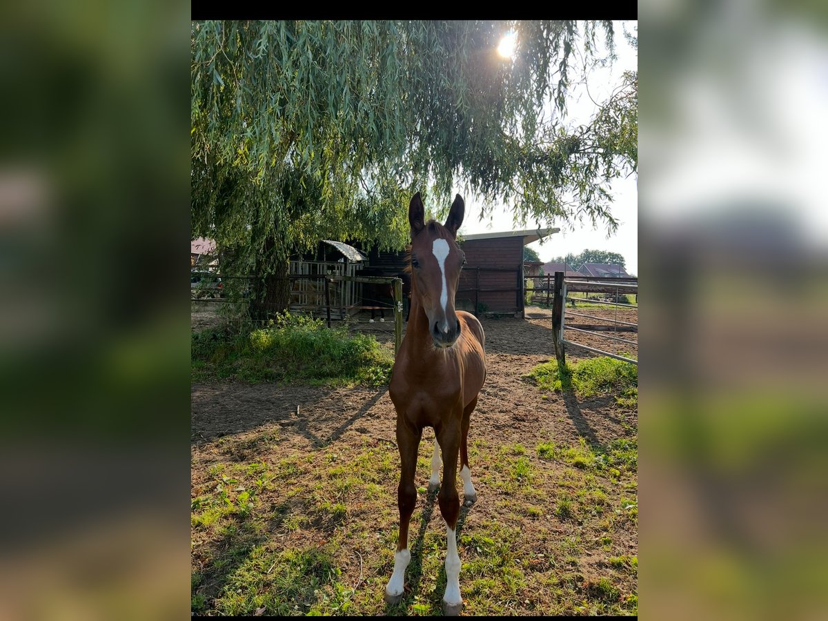 Westfale Hengst 1 Jahr 170 cm Dunkelbrauner in Borken