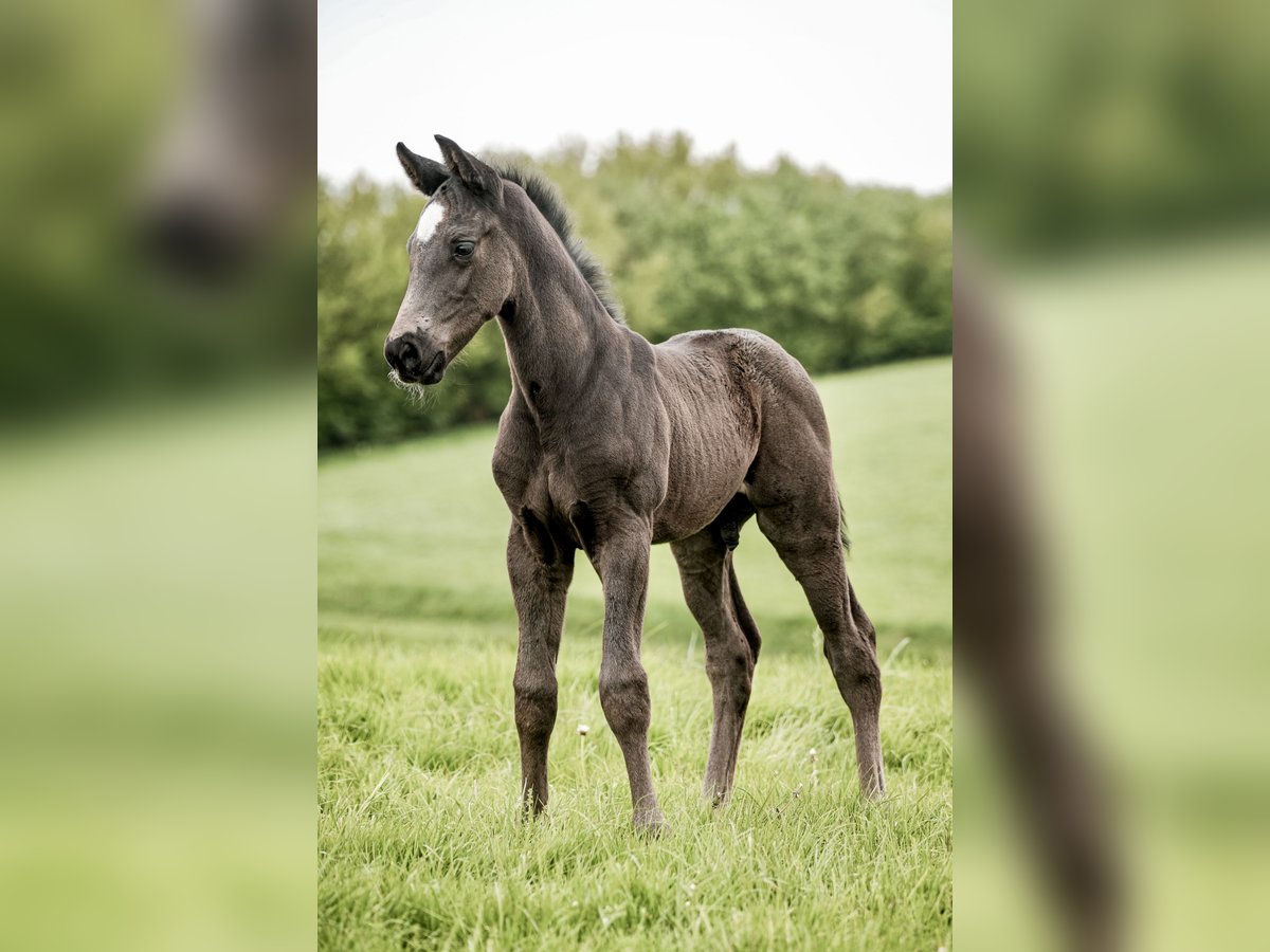 Westfale Hengst 1 Jahr 170 cm Rappe in Melle