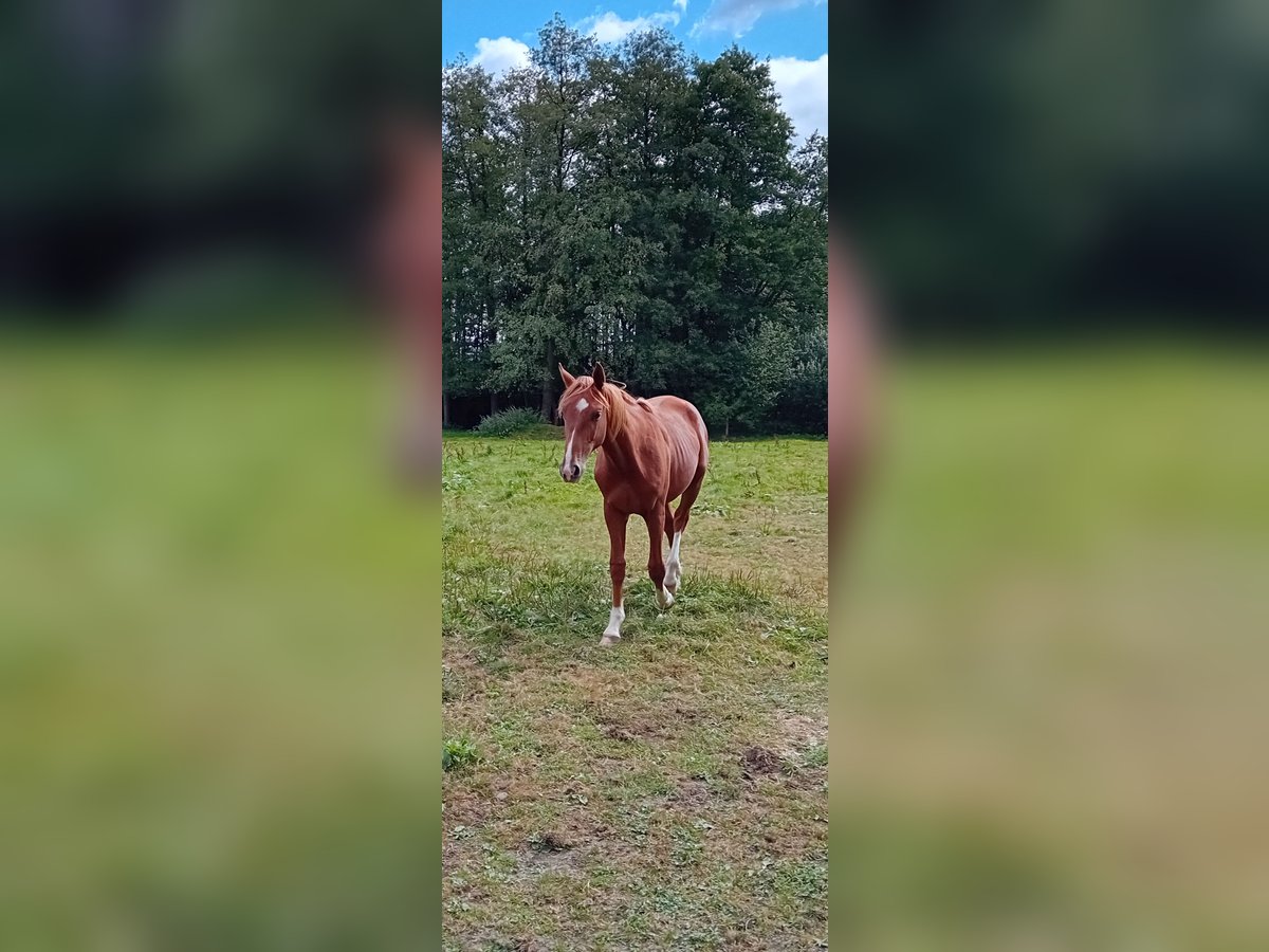 Westfale Hengst 1 Jahr 172 cm Dunkelfuchs in Hasbergen