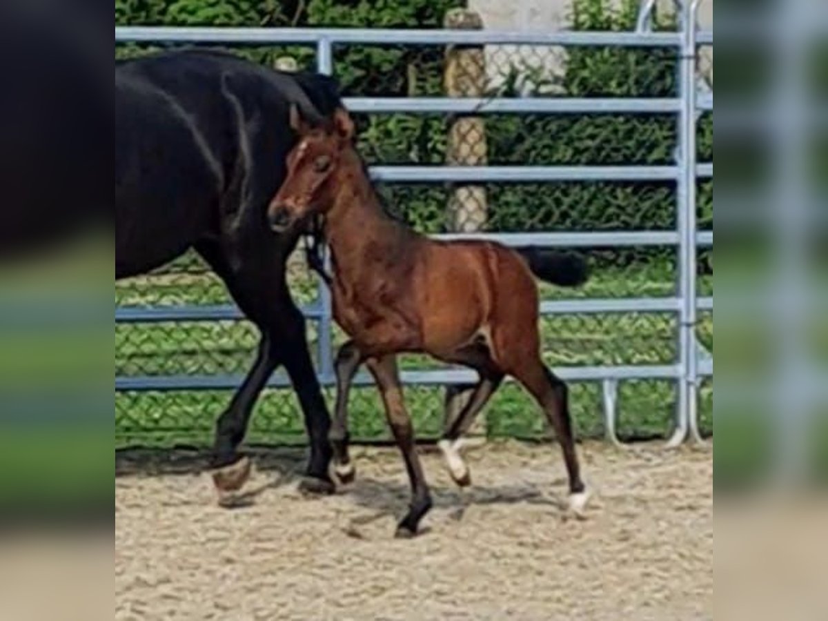 Westfale Hengst 1 Jahr Brauner in Borchen