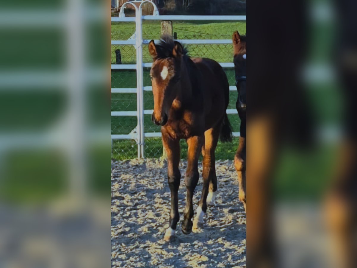 Westfale Hengst 1 Jahr Brauner in Borchen