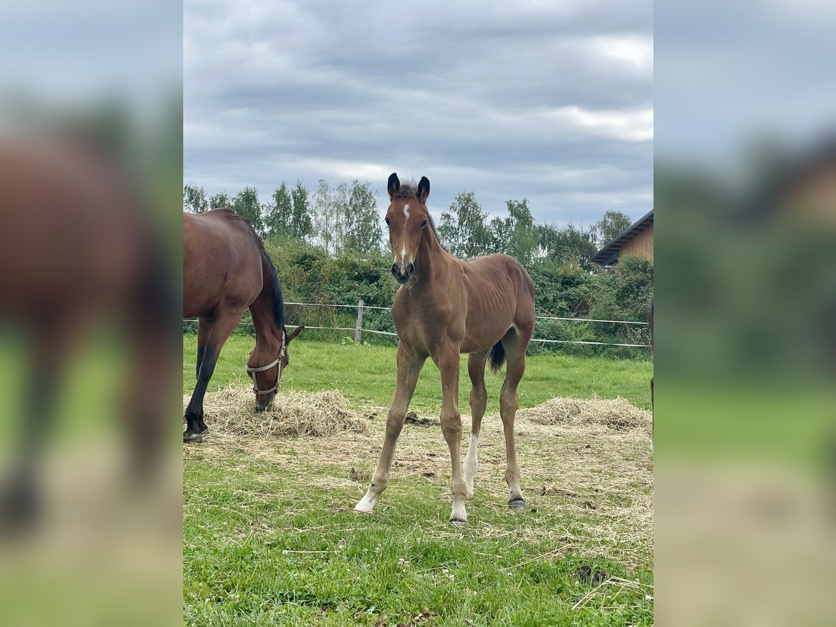 Westfale Hengst 1 Jahr Brauner in Ascheberg