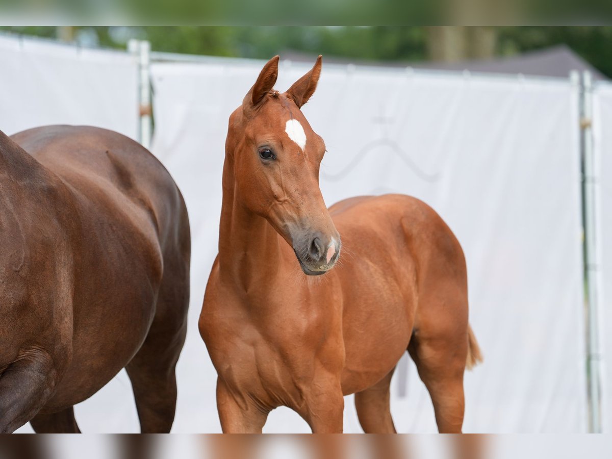Westfale Hengst 1 Jahr in Ostercappeln