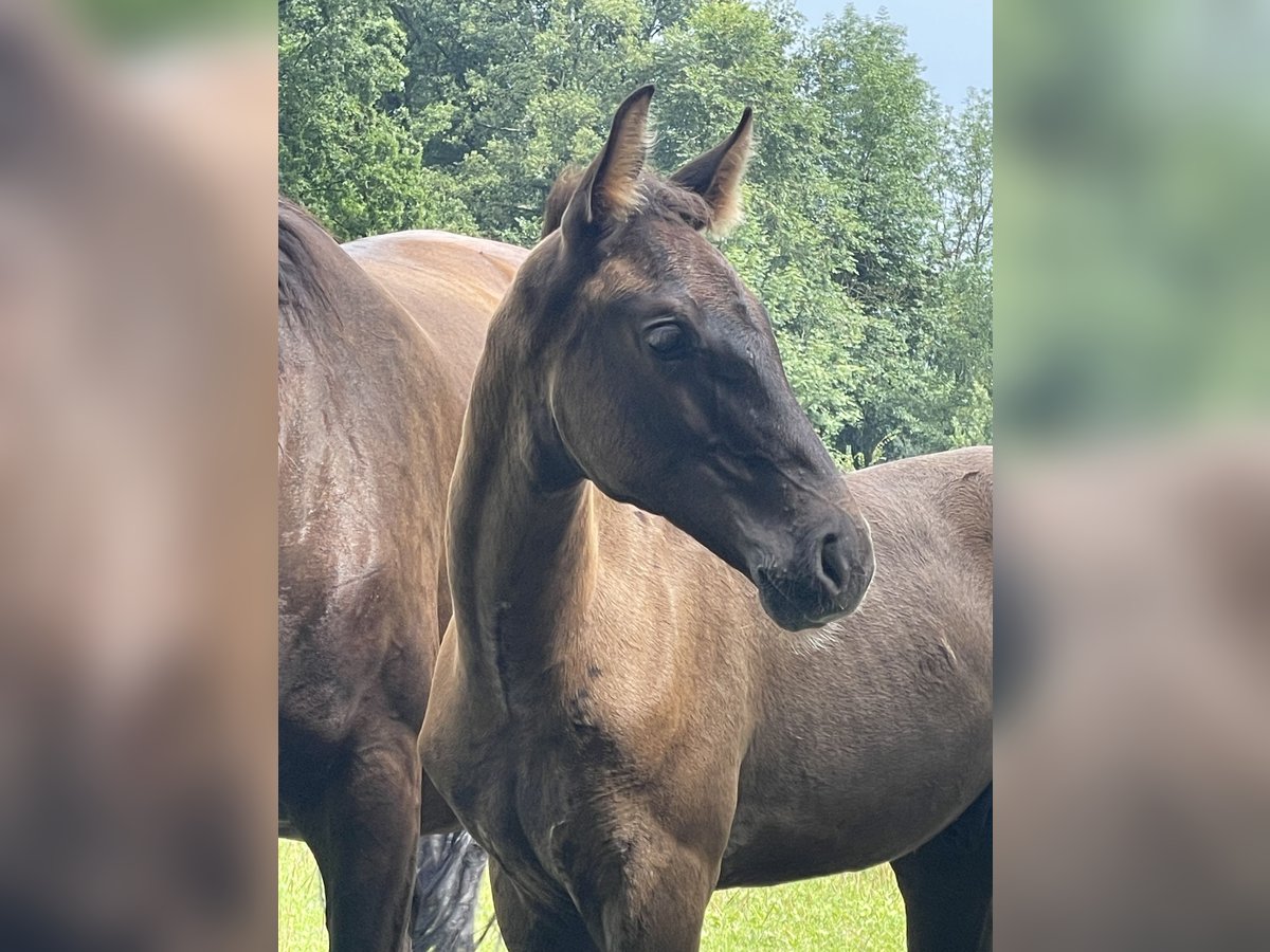 Westfale Hengst 1 Jahr Rappe in Münster