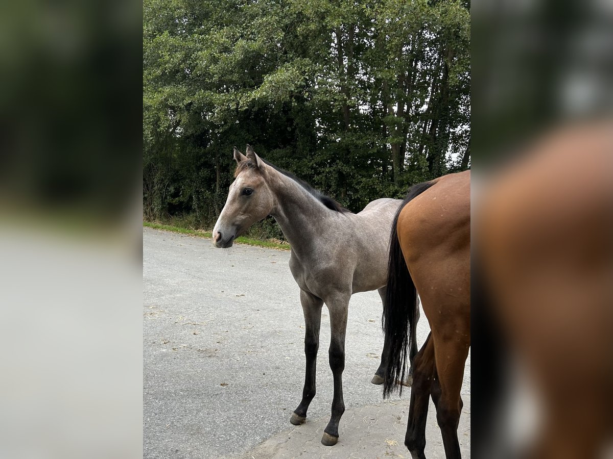 Westfale Hengst 1 Jahr Schimmel in Telgte