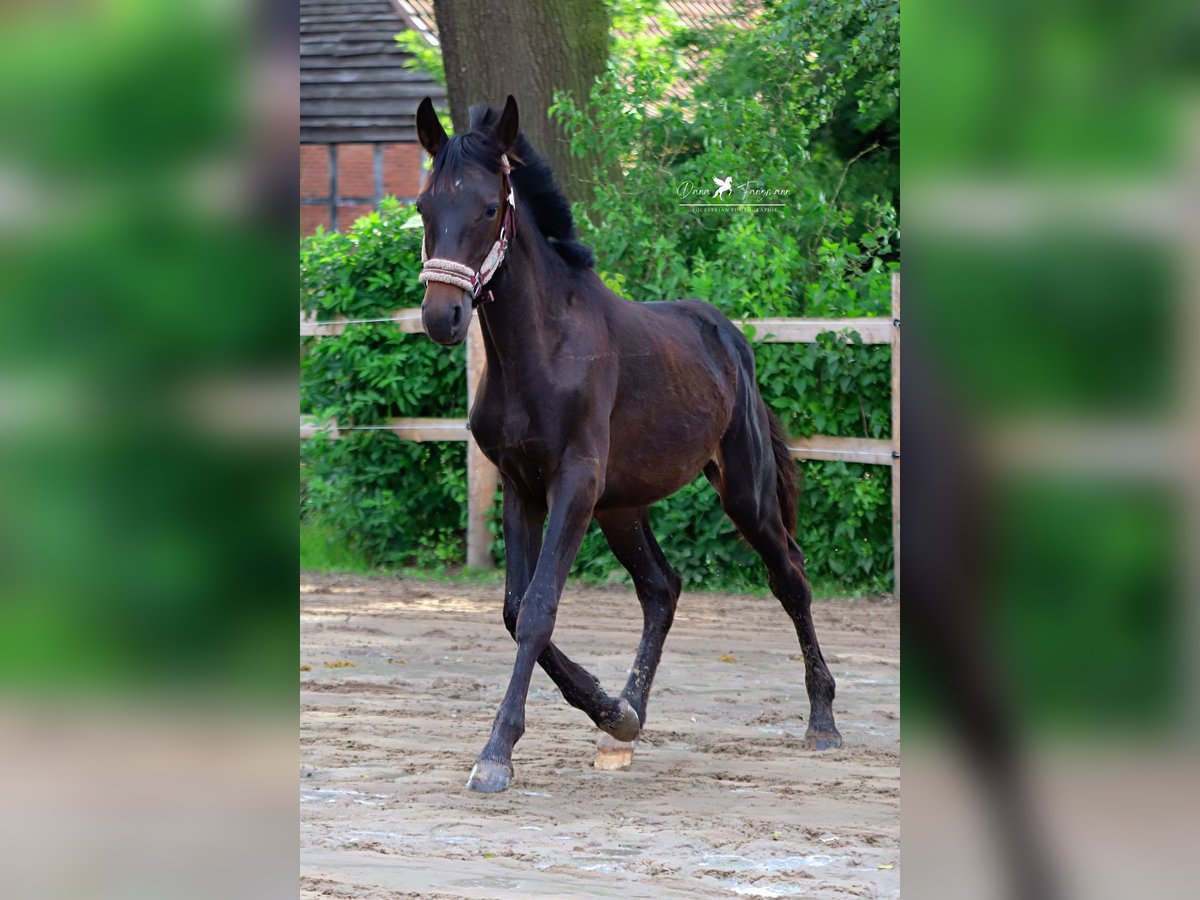 Westfale Hengst 1 Jahr Schwarzbrauner in Neuenkirchen-Vörden