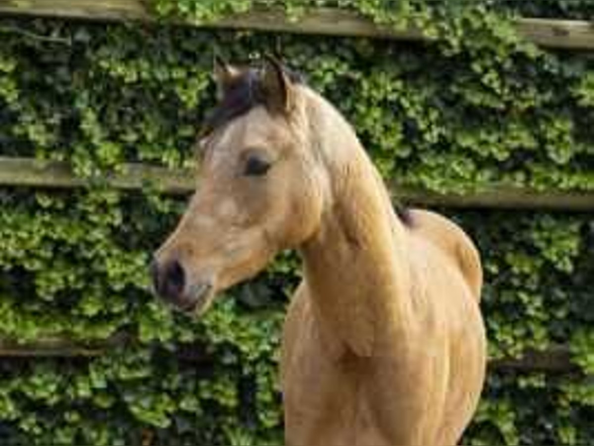 Westfale Hengst 2 Jahre 140 cm Brauner in Waddinxveen