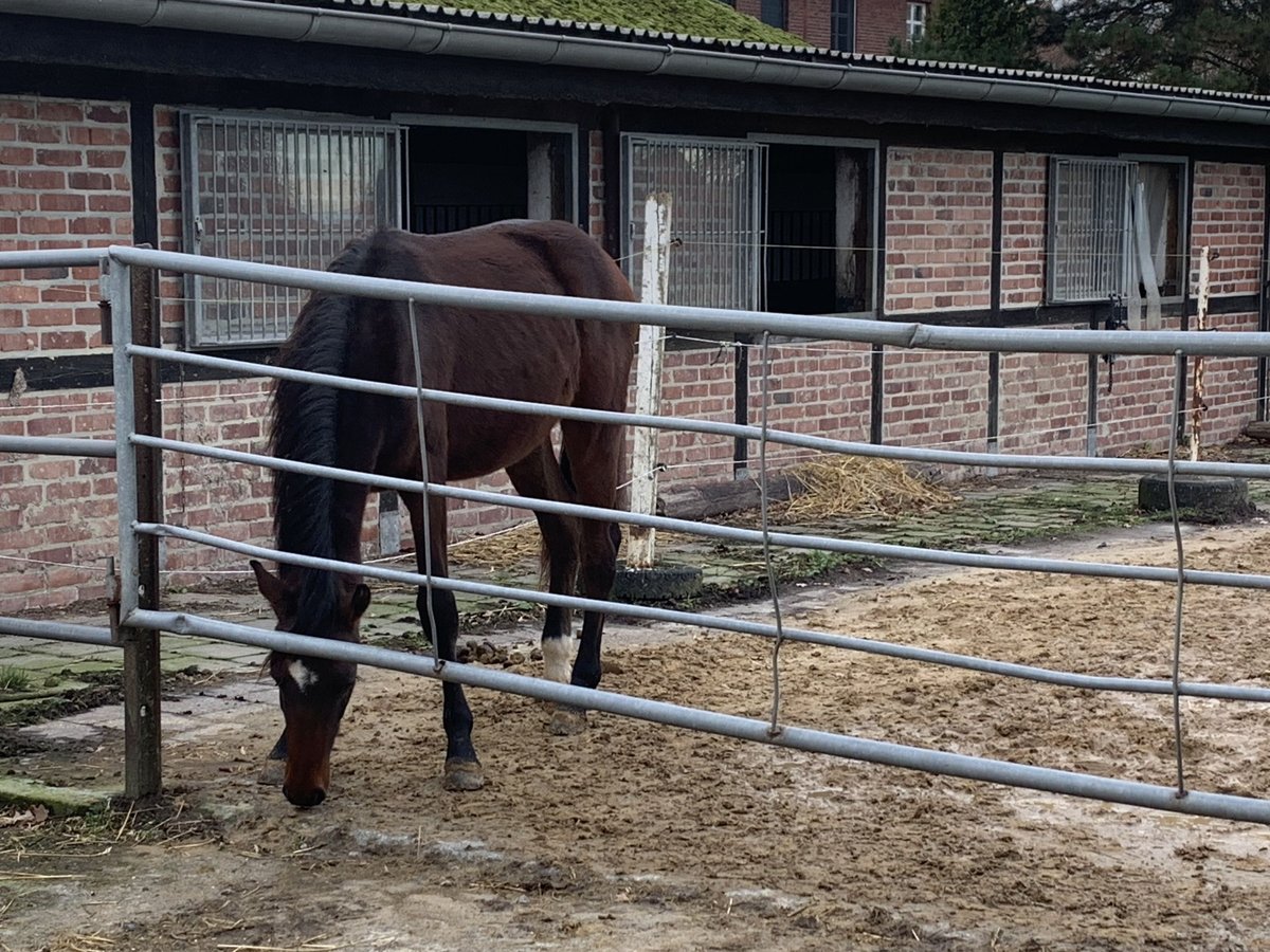 Westfale Hengst 2 Jahre 157 cm Dunkelbrauner in Hamm