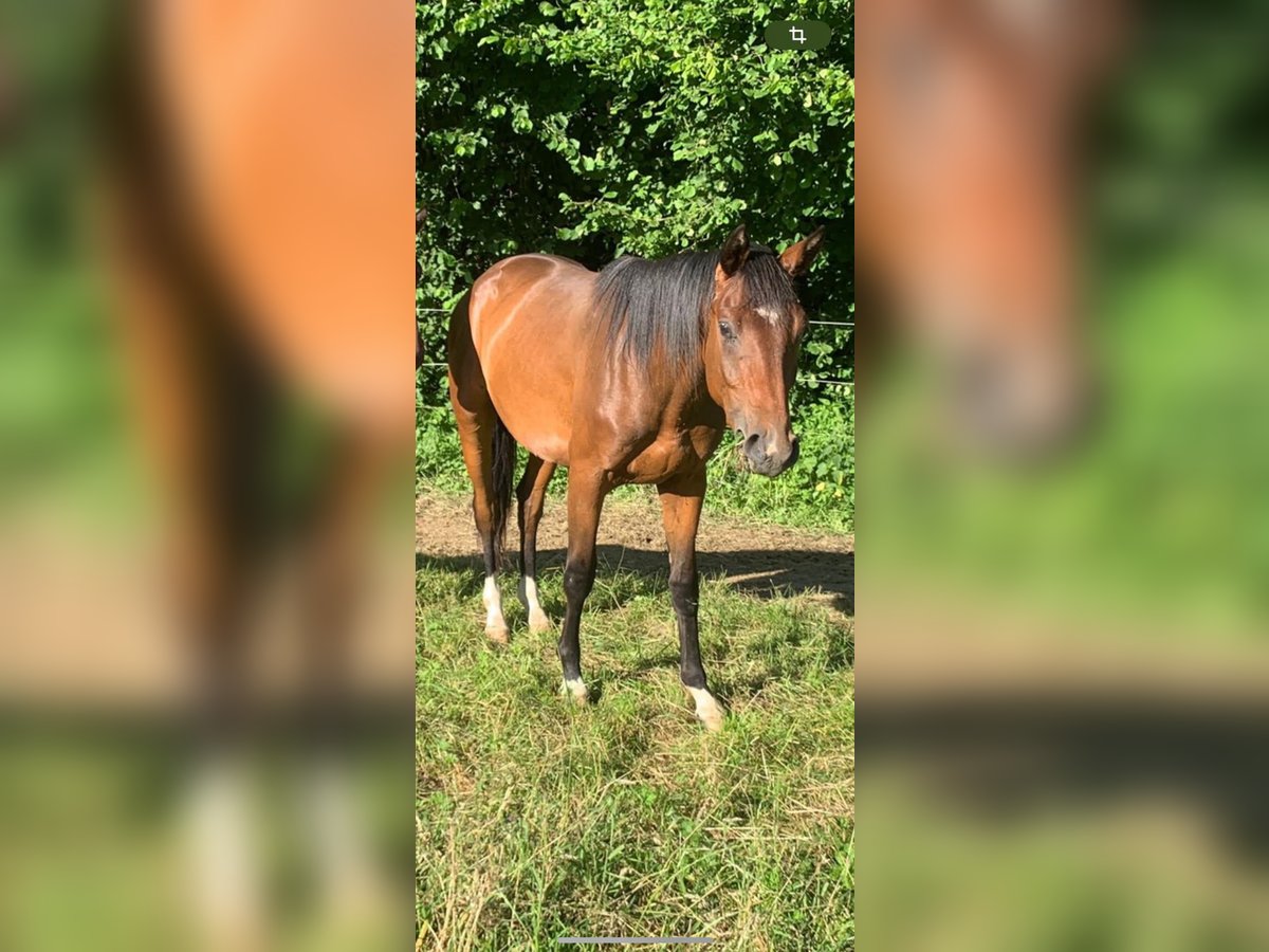 Westfale Hengst 2 Jahre 160 cm Dunkelbrauner in Drolshagen
