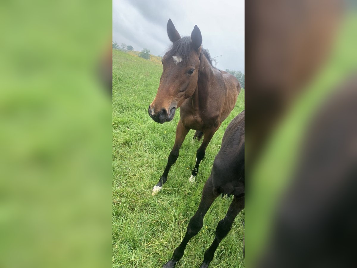 Westfale Hengst 2 Jahre 160 cm Hellbrauner in OlpeOlpe
