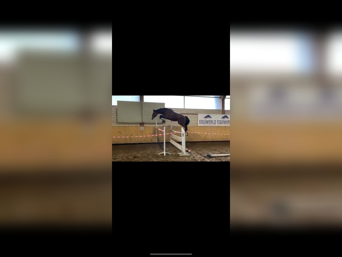 Westfale Hengst 2 Jahre 162 cm Brauner in Witten