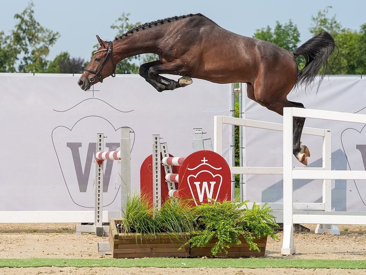 Westfale Hengst 2 Jahre 162 cm Schimmel in Münster