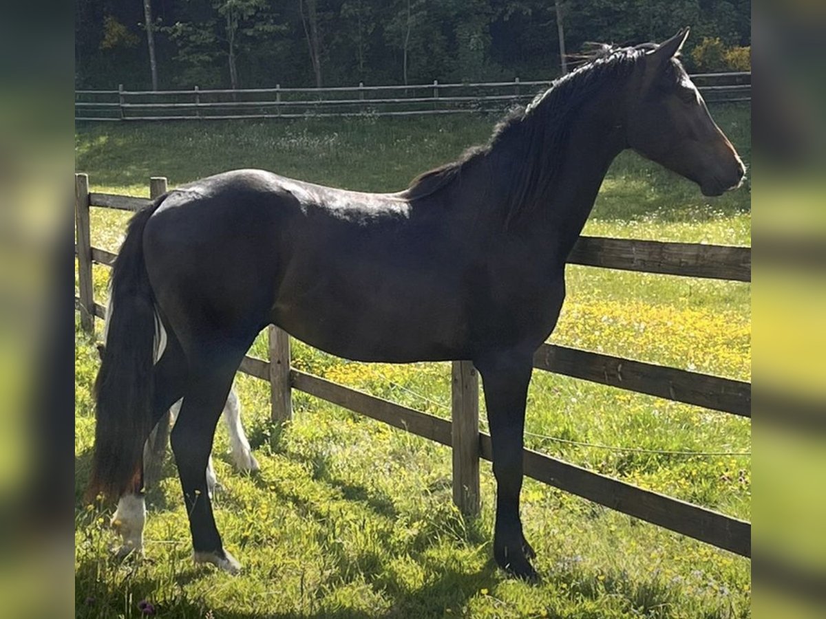 Westfale Hengst 2 Jahre 163 cm Dunkelbrauner in Kirchhundem Westfale Hengst 2 Jahre 163 cm Dunkelbrauner in Kirchhundem