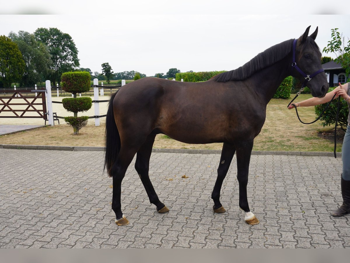Westfale, Hengst in Nordwalde