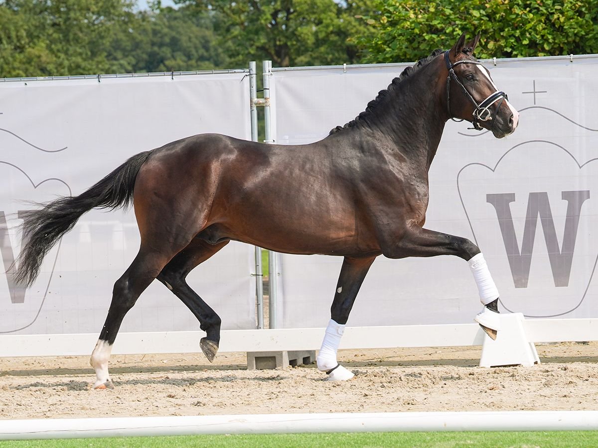 Westfale Hengst 2 Jahre 165 cm Brauner in Münster