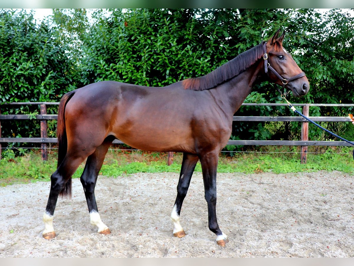 Westfale Hengst 2 Jahre 167 cm Brauner in Meppen