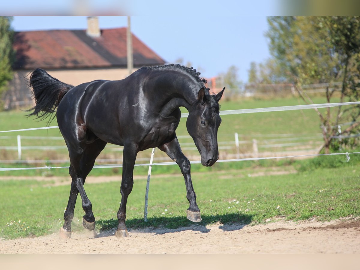 Westfale Hengst 2 Jahre 168 cm Rappe in Ostróda