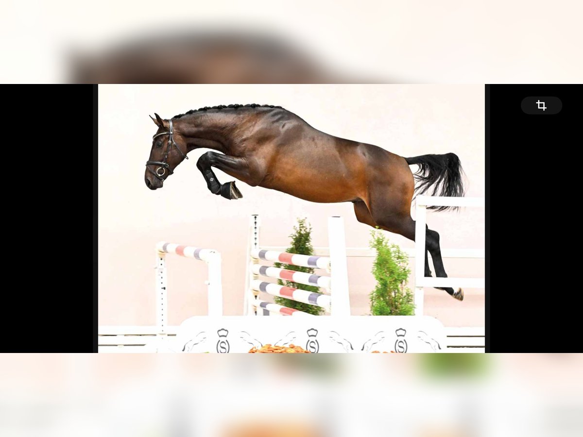 Westfale Hengst 2 Jahre 170 cm Schwarzbrauner in Bocholt