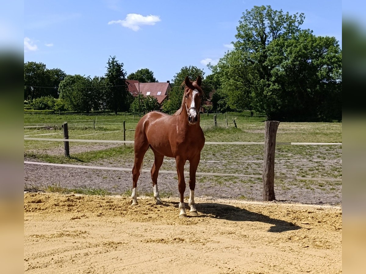 Westfale Hengst 2 Jahre in Nottuln