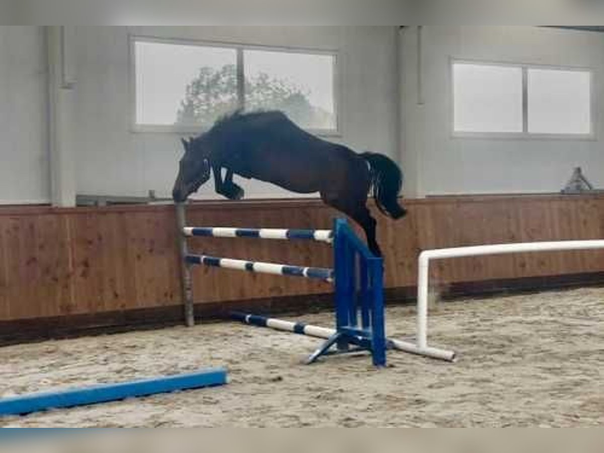 Westfale Hengst 3 Jahre 164 cm Rotbrauner in Bladel