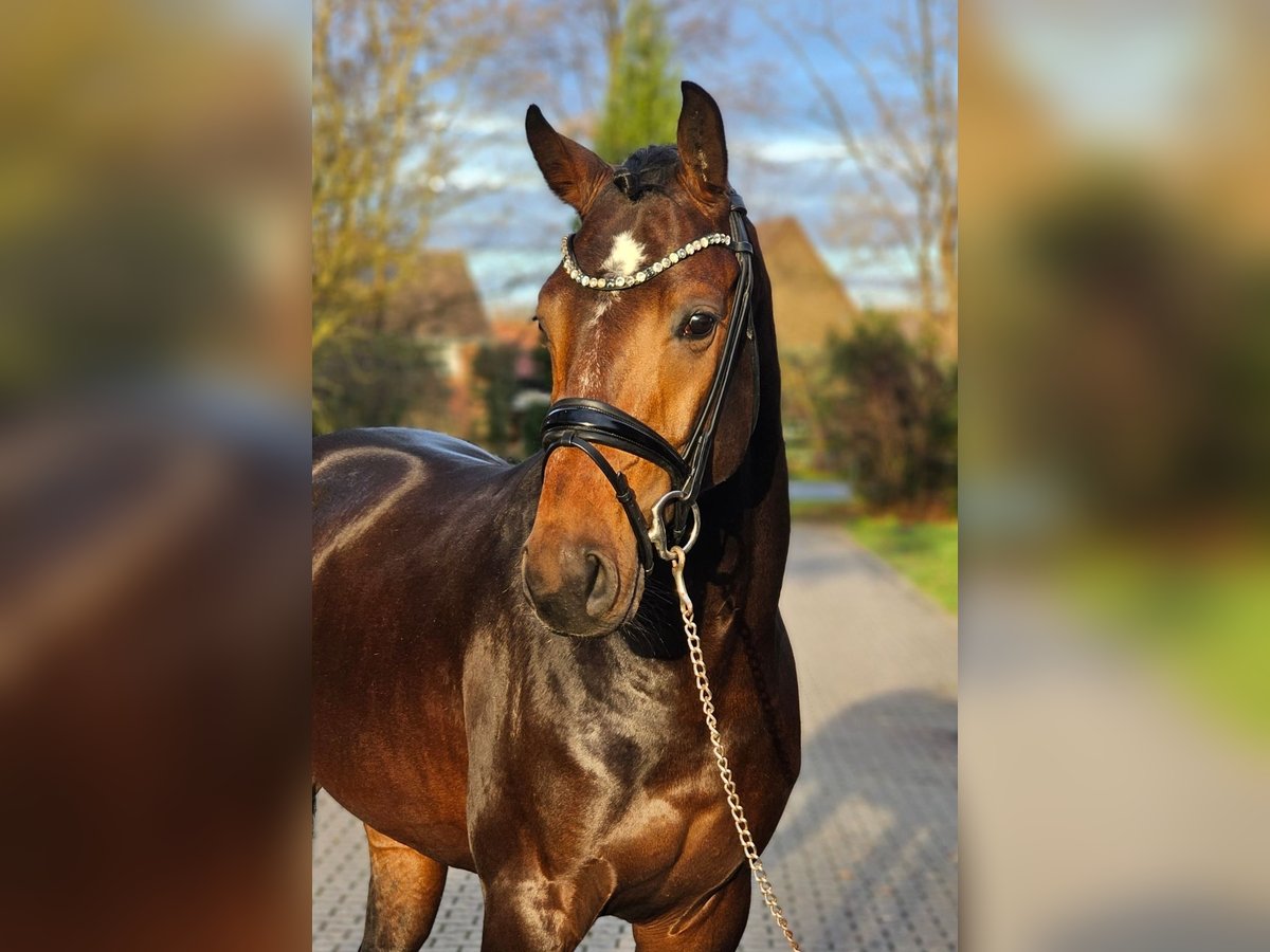 Westfale Hengst 3 Jahre 170 cm Dunkelbrauner in Lippetal