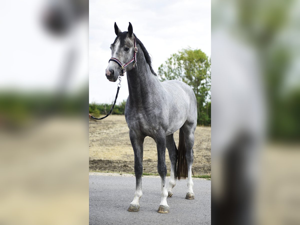 Westfale Hengst 3 Jahre 170 cm Schimmel in Szarvas