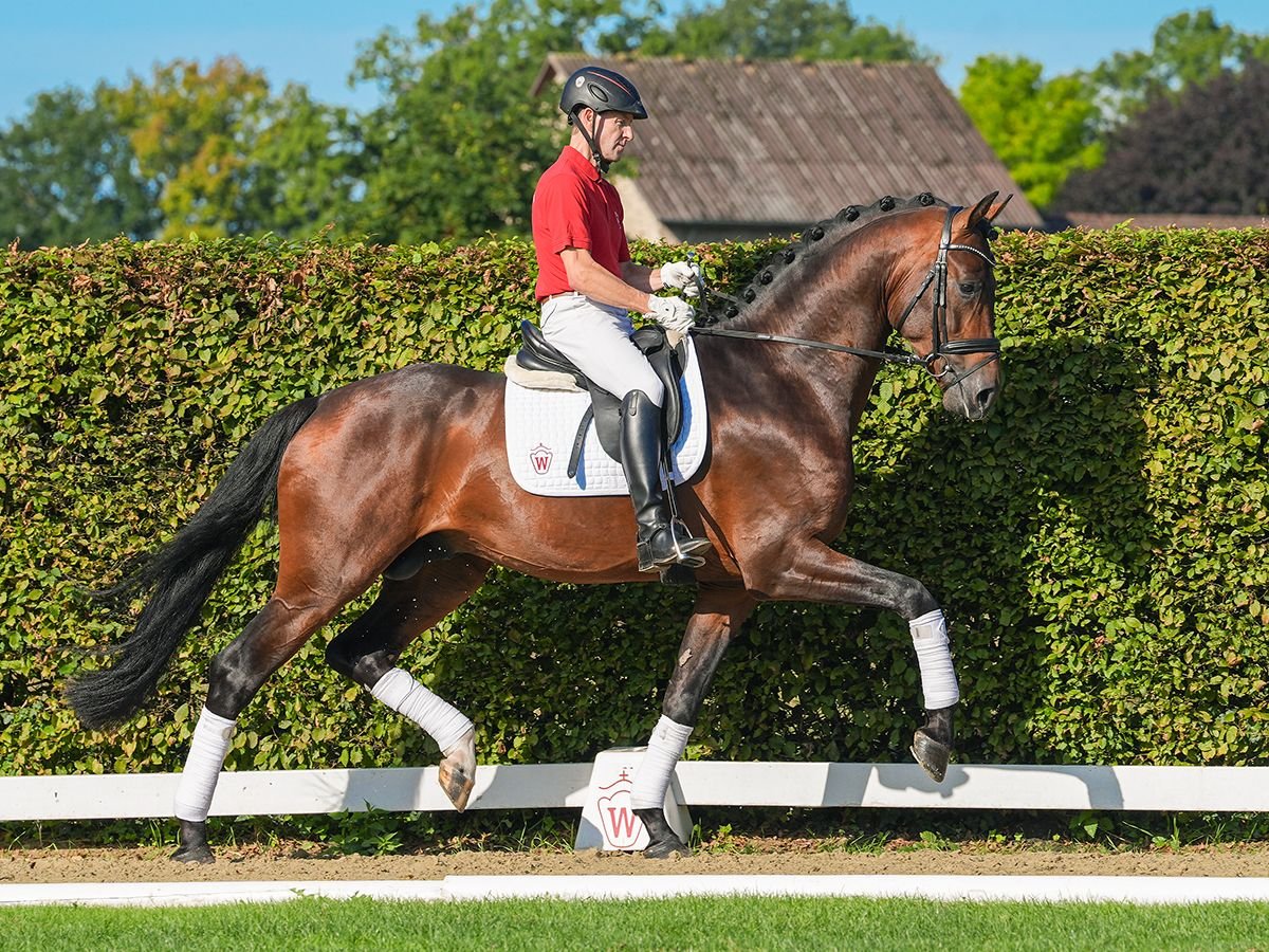 Westfale Hengst 3 Jahre 179 cm Brauner in Münster