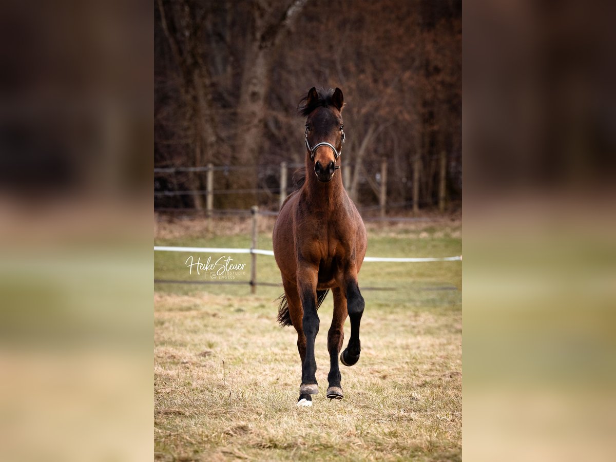 Westfale Hengst 4 Jahre 165 cm Brauner in Alling